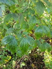 Philadelphus inodorus