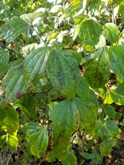 Philadelphus inodorus