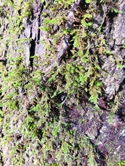 Forsstroemia trichomitria