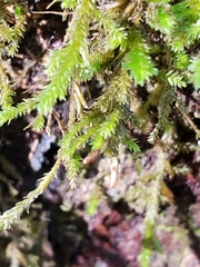 Forsstroemia trichomitria