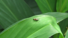 Coelophora biplagiata