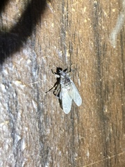 Hippoboscoidea