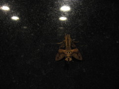 Macroglossum divergens