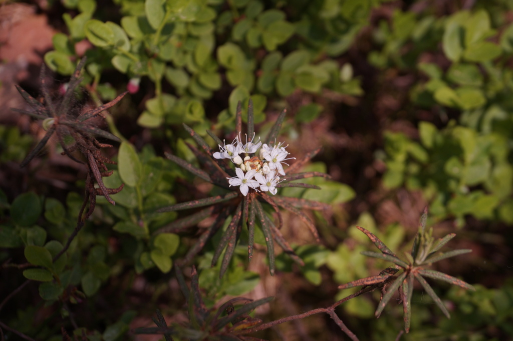 marsh Labrador tea from Minsk, BY-MI, BY on May 21, 2023 at 01:50 PM by ...