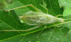 Oecanthus celerinictus