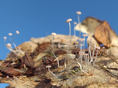Mycena smithiana