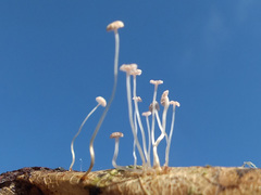 Mycena smithiana