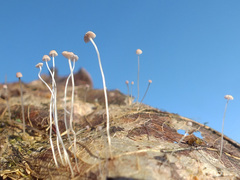 Mycena smithiana