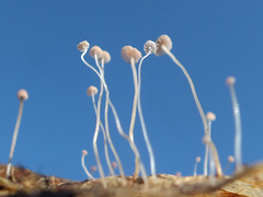 Mycena smithiana