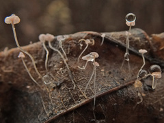 Mycena smithiana