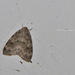 Parasiccia punctilinea - Photo (c) Logan Lai,  זכויות יוצרים חלקיות (CC BY-NC-ND)