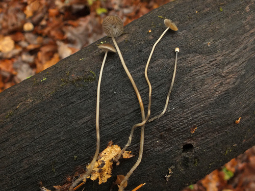 Snapping Bonnet