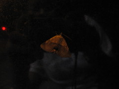 Psimada quadripennis