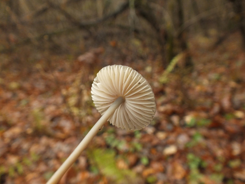 Snapping Bonnet