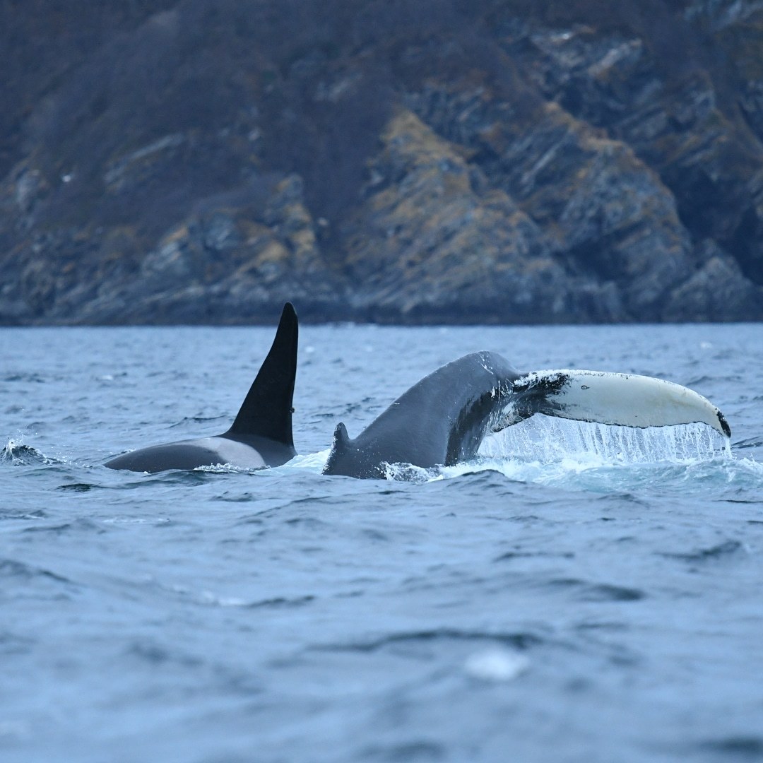 Megaptera novaeangliae novaeangliae