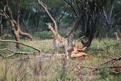 Giraffa camelopardalis rothschildi