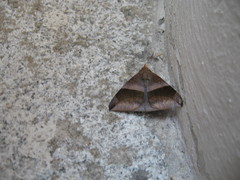 Bastilla maturescens