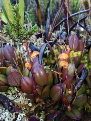 Scaphosepalum