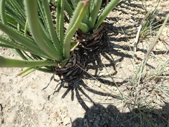 Aloe dominella