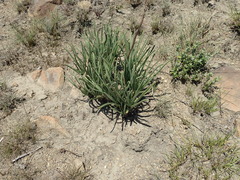 Aloe dominella