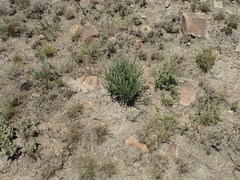 Aloe dominella