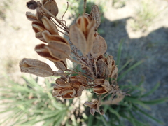 Aloe dominella