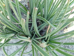 Aloe dominella