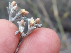 Helichrysum litorale