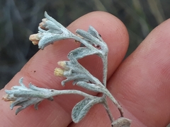 Helichrysum litorale