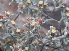 Helichrysum litorale