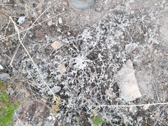 Helichrysum litorale