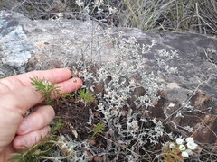 Helichrysum litorale