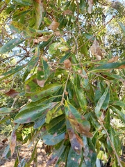 Quercus sinuata sinuata