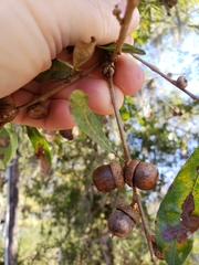 Quercus sinuata sinuata