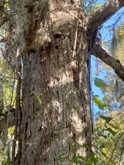Quercus sinuata sinuata