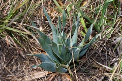 Ledebouria marginata