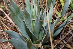 Ledebouria marginata