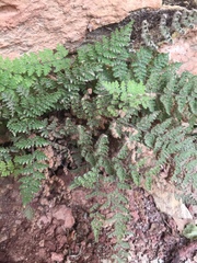 Myriopteris gracilis