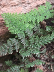 Myriopteris gracilis