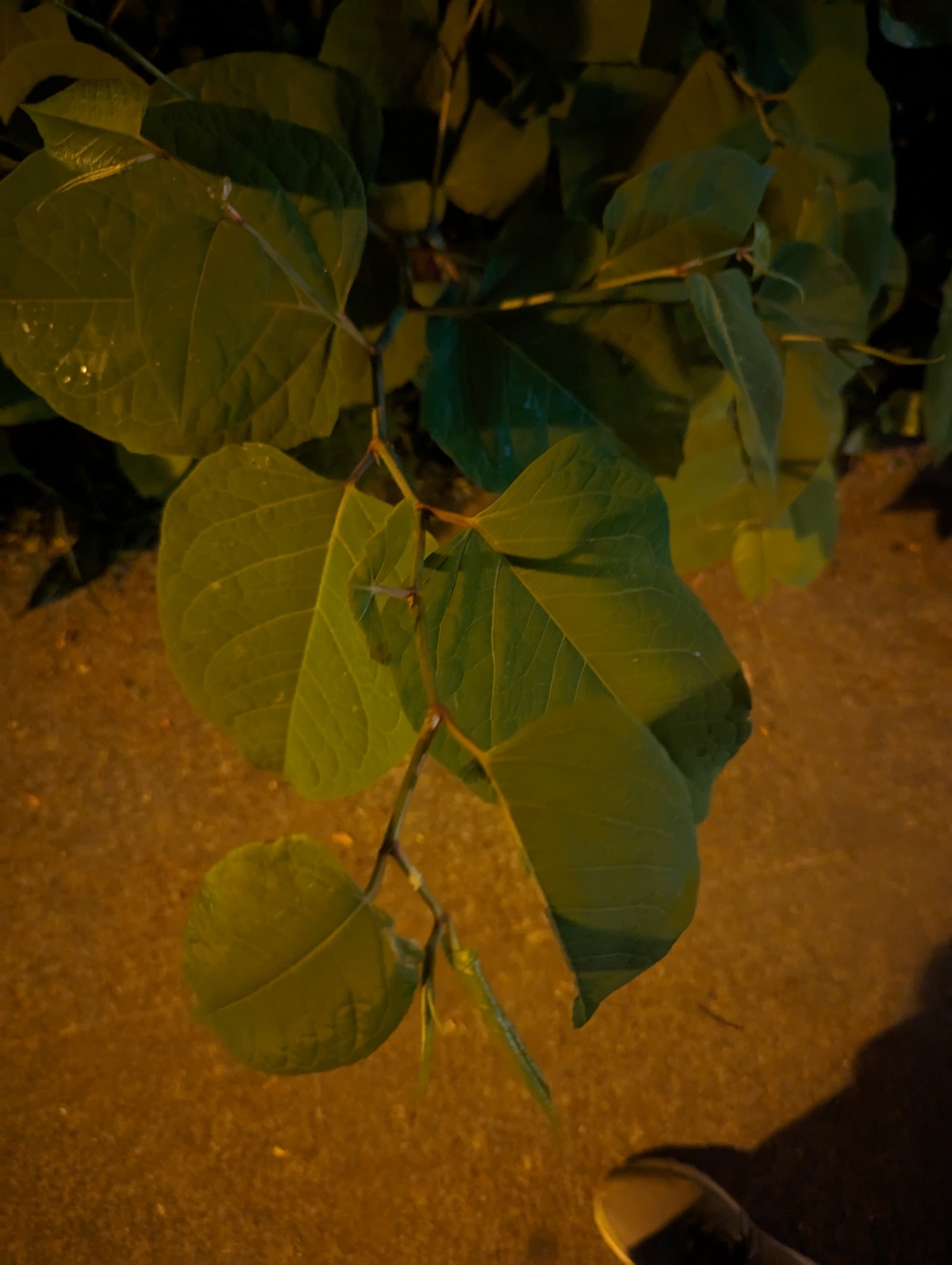 Renouée du Japon (Reynoutria japonica) — photo 2