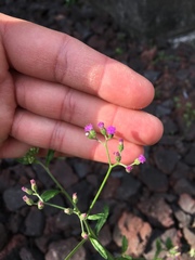 Cyanthillium cinereum