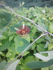 Passiflora mexicana