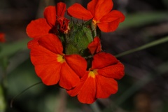 Crossandra greenstockii