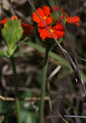 Crossandra greenstockii