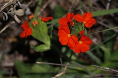 Crossandra greenstockii