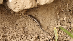 Ablepharus deserti