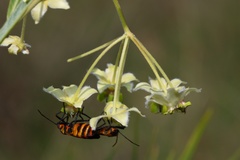 Oncopeltus famelicus