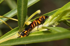 Oncopeltus famelicus