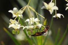 Oncopeltus famelicus