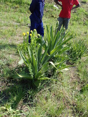 Aloe neilcrouchii